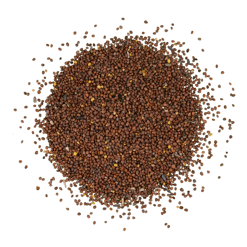 Oilseed Radish